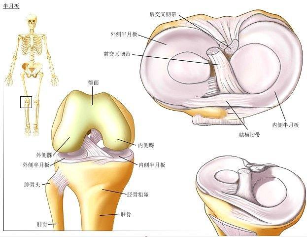 传岐弘医堂:一文读懂"半月板损伤"是怎么回事?